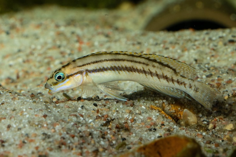 Telmatochromis bifrenatus 'Maswa'